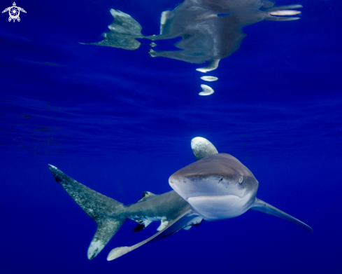 A Carcharhinus longimanus | Oceanic White Tip Shark