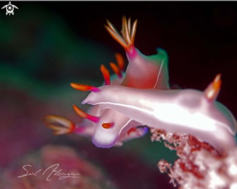 A Hypseledoris Bullocki | Nudibranch