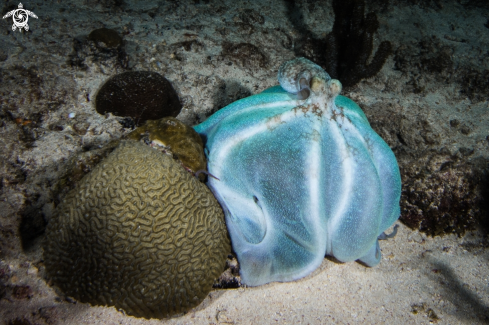 A Caribbean reef octopus