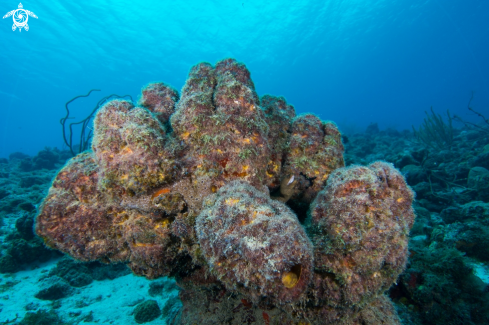 A Goldentail moray eel