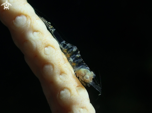 A Juvinile Ghost Shrimp