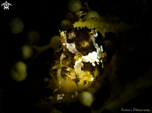 A sargassum