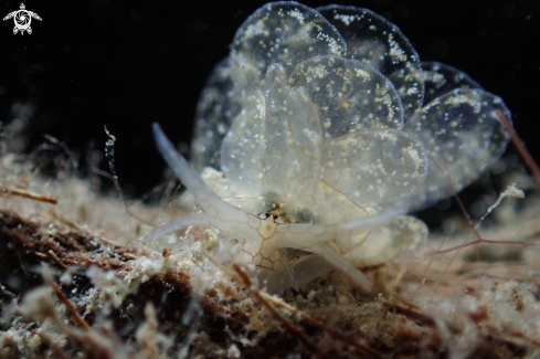 A Cyerce species | Butterfly Nudibranch