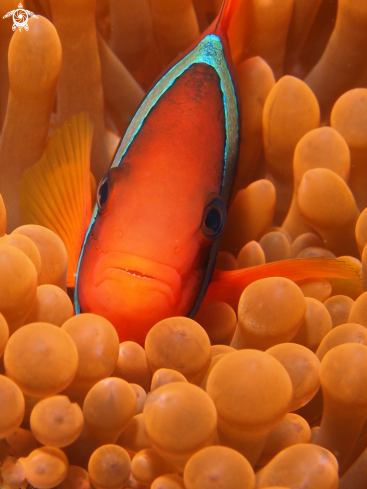 A Anemonefish