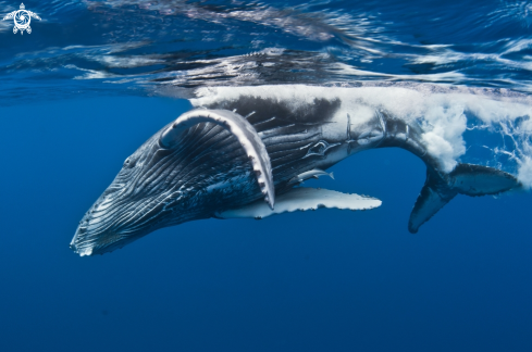 A Humpback whale calf