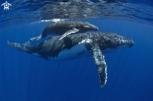 A Humpback whales