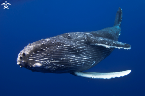 A Humpback whale calf