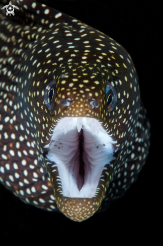 A guinea fowl moray eel