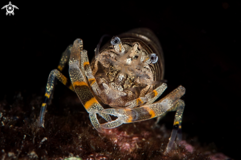 A Bumblebee shrimp