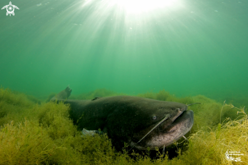 A Wels catfish