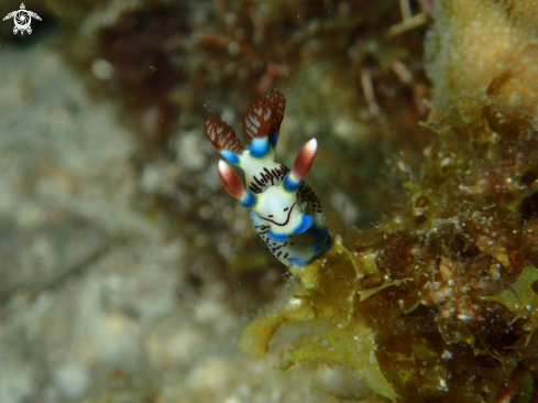 A Nudibranch