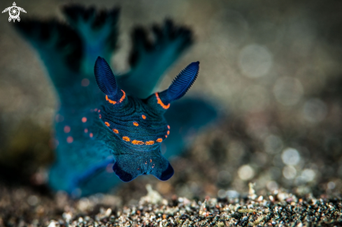 A Nudibranch