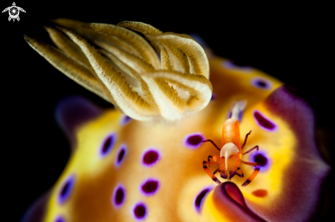 A Nudibranch with Emperor shrimp