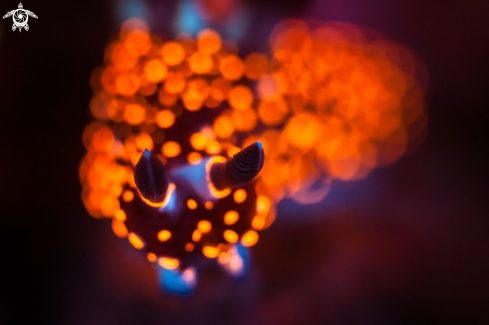 A Nudibranch