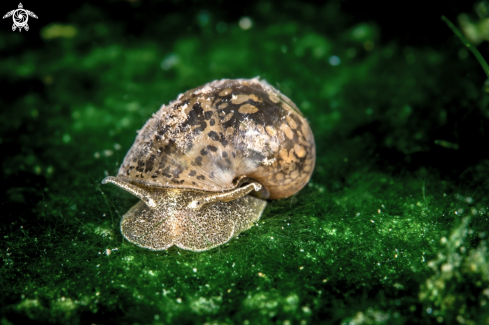 A Mud Slug