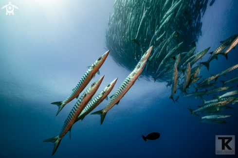 A Blacktail barracuda