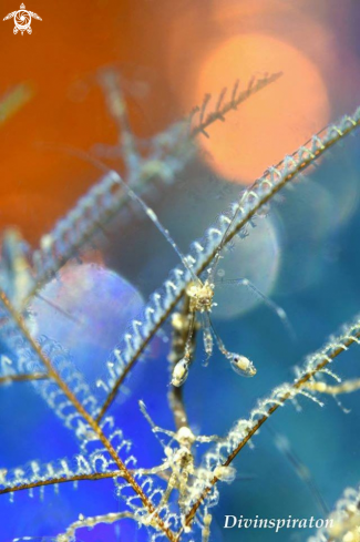 A Skeleton Shrimp