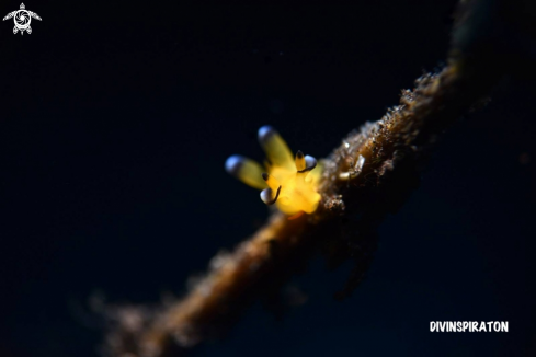 A Pikachu Nudi