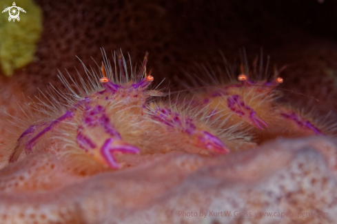 A Pink Squad Lobster