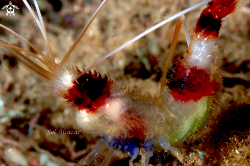 A banded cleaner shrimp with eggs