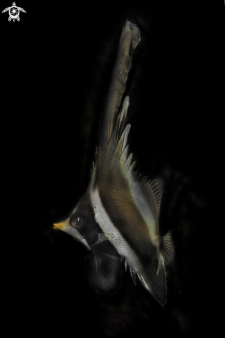 A Heniochus chrysostomus  | (Pennant Bannerfish)