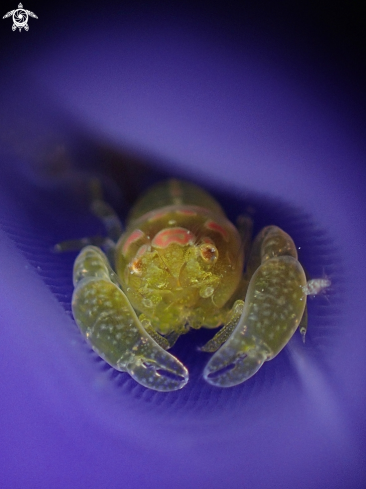 A Snapping Shrimp