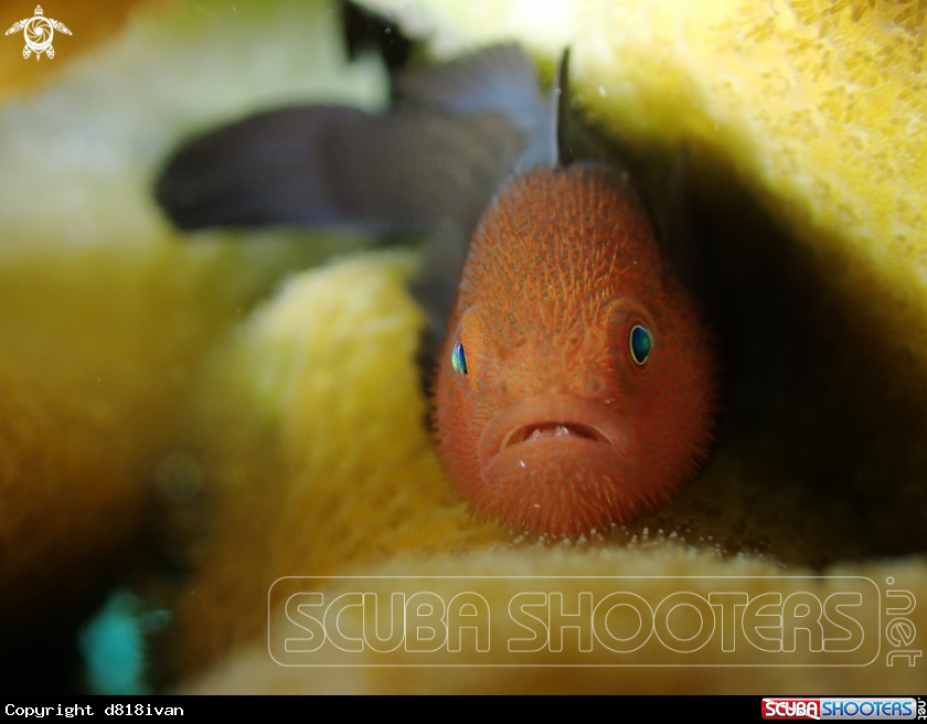 A Red Headed Goby