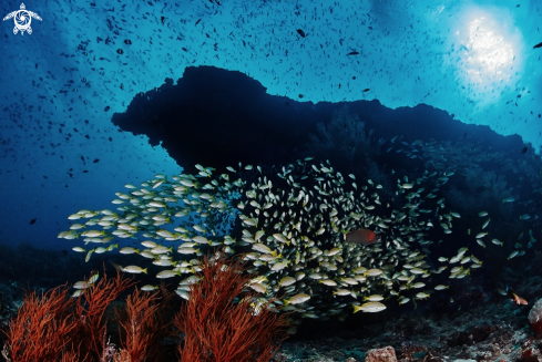 A Bluestripe snappers