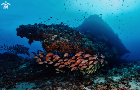 A Red & Bluestripe snappers