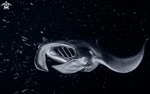 A Manta Ray