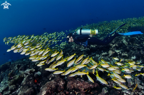 A Bluestripe snappers