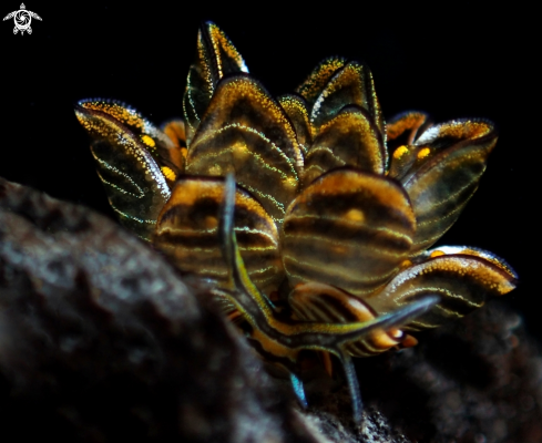 A Cyerce nigra | Black lined Sap sucking slug