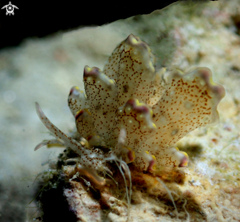 A Cyeres buobonica | Butterfly sap sucking slug