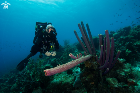 A Aplysina lacunosa | Purple tube sponge