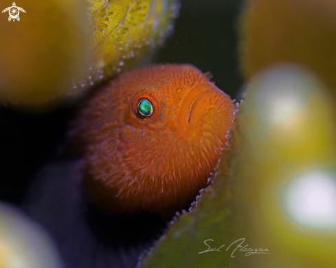 A Paragobiodon echinocephalus | Coral Goby