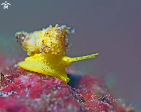 A Epidendrium billeeanum | Golden Wentletrap