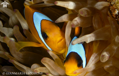 A Clown Fish