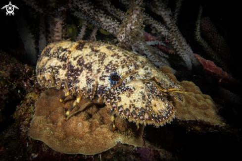 A Scyllarides latus | Sculptured Slipper Lobster