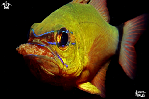 A cardinal fish (w/eggs)