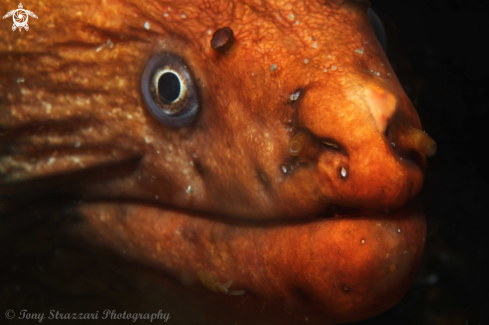 A Green moray eel