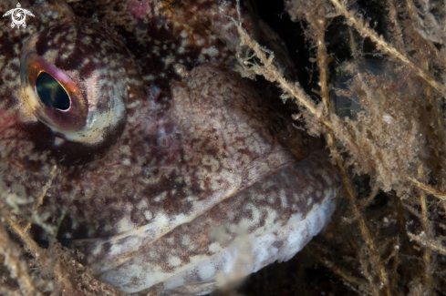 A Shorthorn sculpin