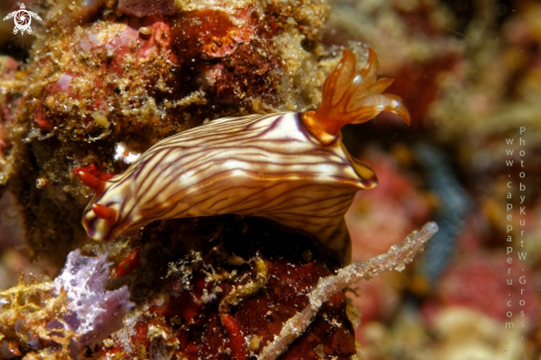 A String Nudi