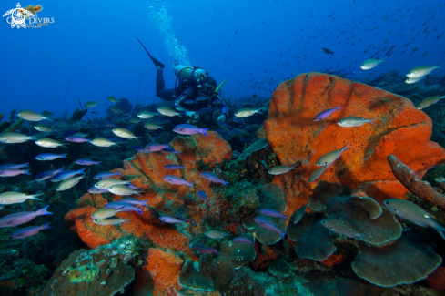 A Agelas clathrodes | Orange elephant ear sponge