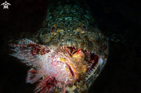 A Synodus synodus & Scorpaena maderensis | Lizardfish & Scorpionfish