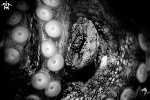 A Octopus vulgaris | Octopus