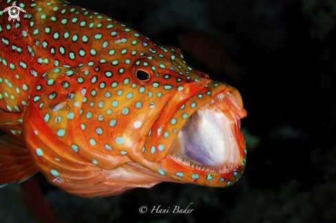 A coral grouper