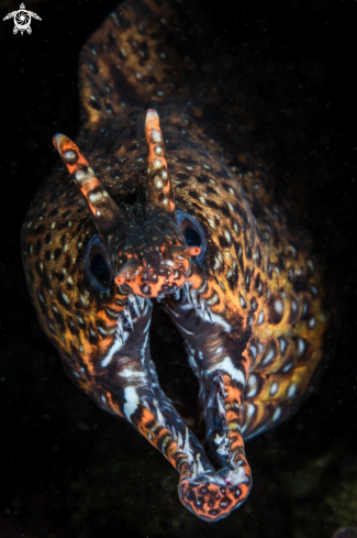 A Dragon Moray