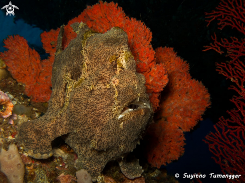 A Frogfish