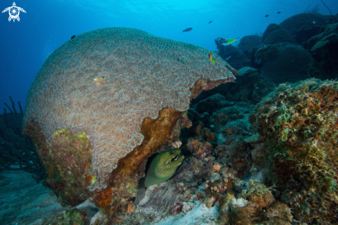 A Gymnothorax funebris | Green moray