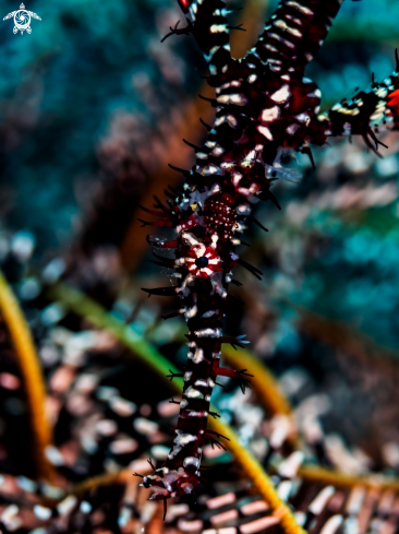 A Ornate Ghost Pipefish